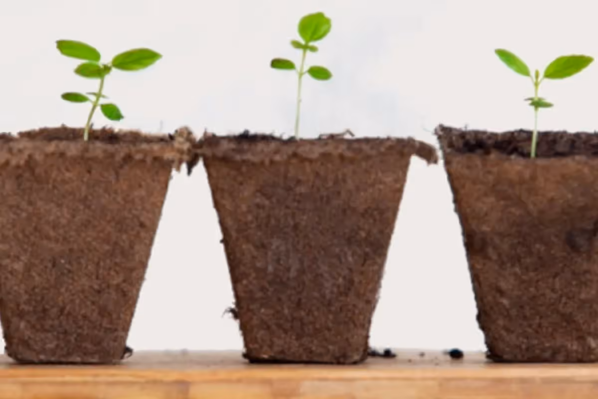 Greenboro Plant Swap