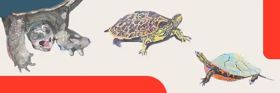 Mikinàkonsag - Little turtles
