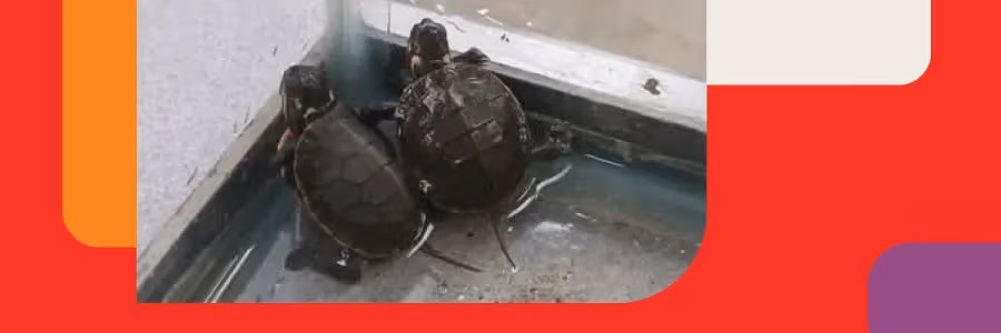 De l’oeuf à la rivière: Le grand voyage des petites tortues