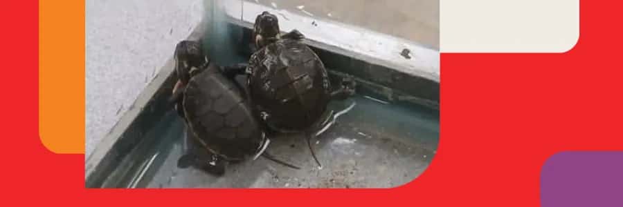 Turtle Tales: Meet our Local Shell-ebrities!