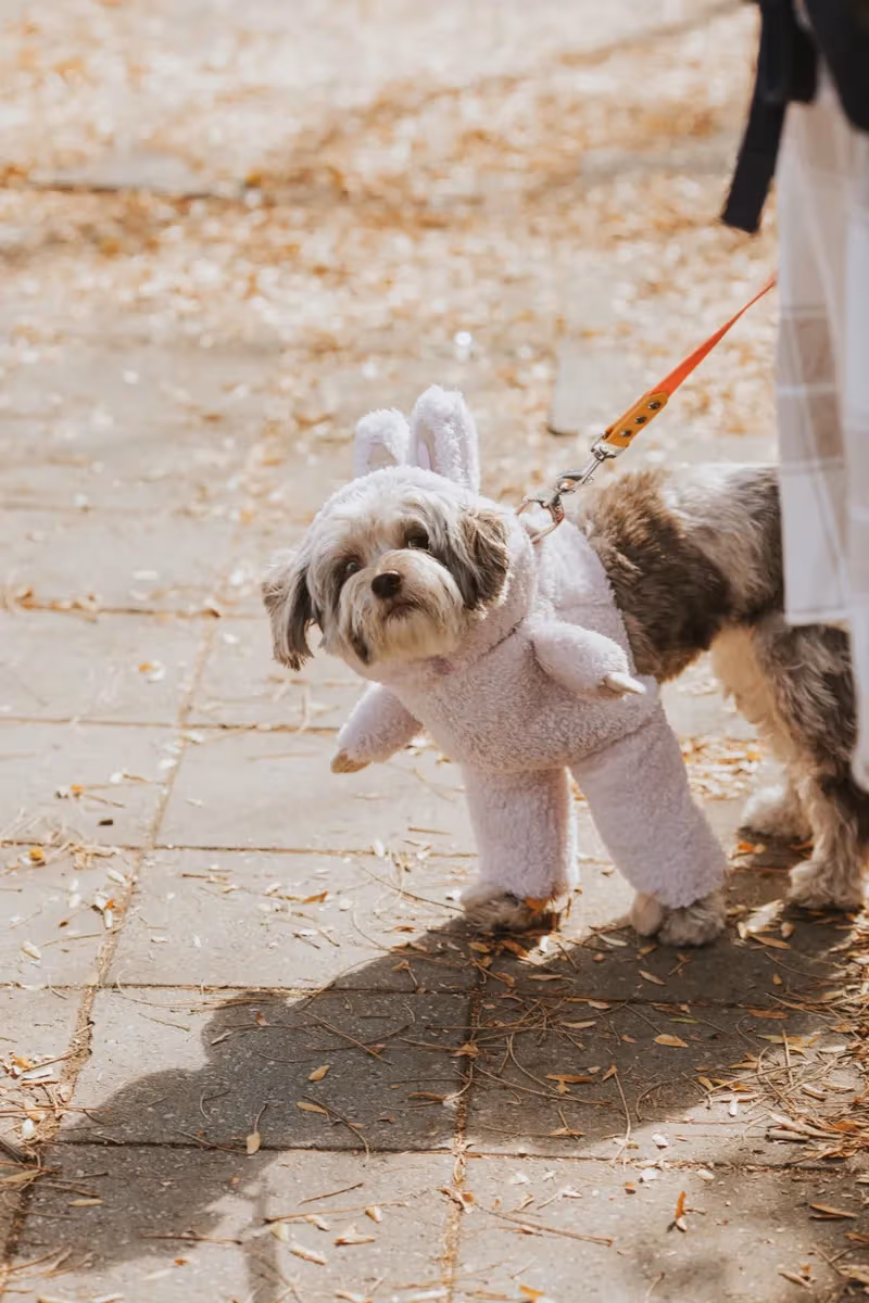 Howl-O-ween