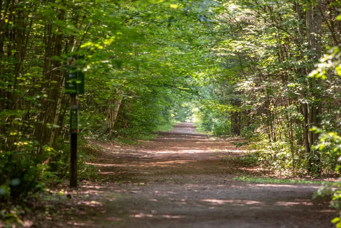 Pinhey Forest (Trail 31)