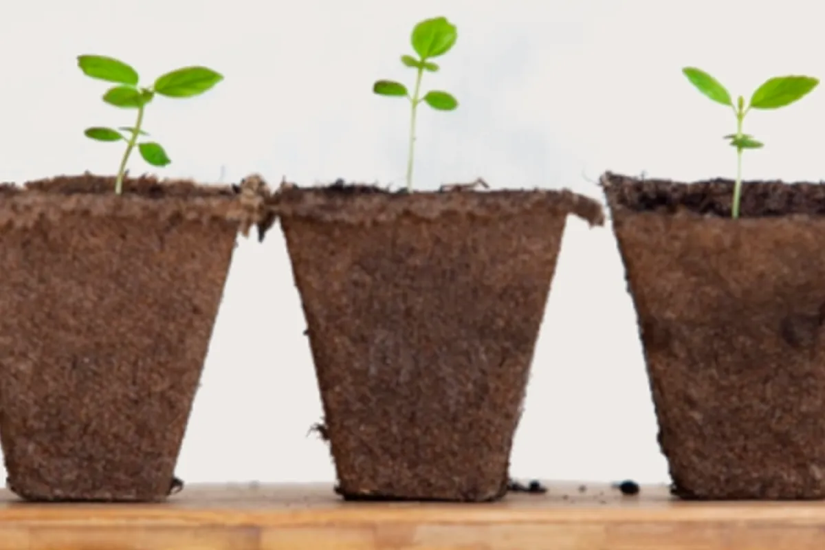 Greenboro Plant Swap