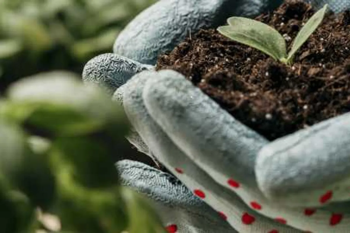 Plant Swap