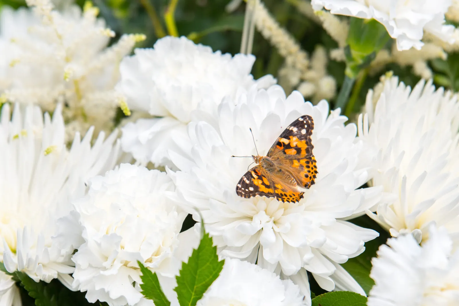 Butterfly Memorial Event – BFO Ottawa