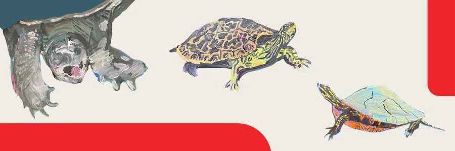 Mikinàkonsag - Little turtles