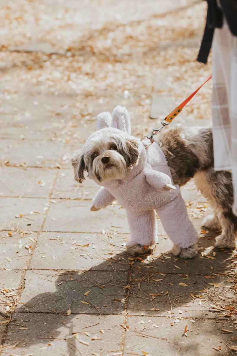 Howl-O-ween